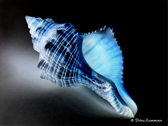 Blue Shell - Fotografie und Bildbearbeitung einer Muschel